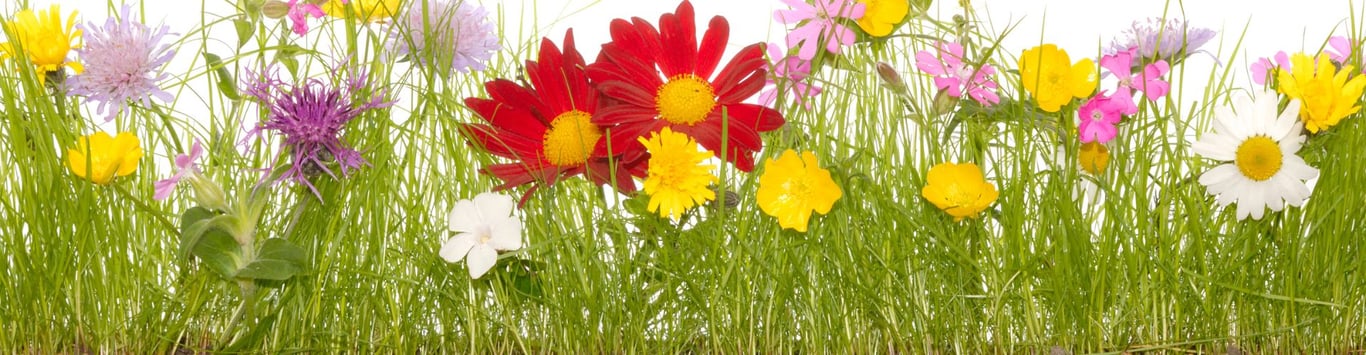 Description of the image